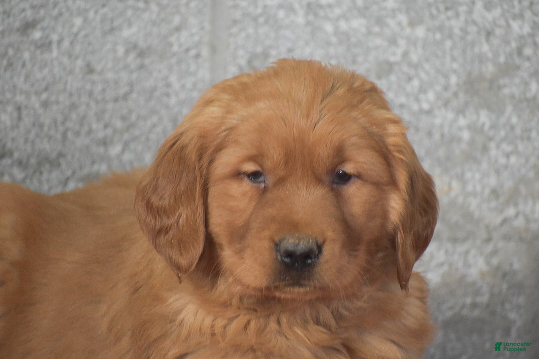 Golden Retriever dogs for sale: Daisy - Ad 4