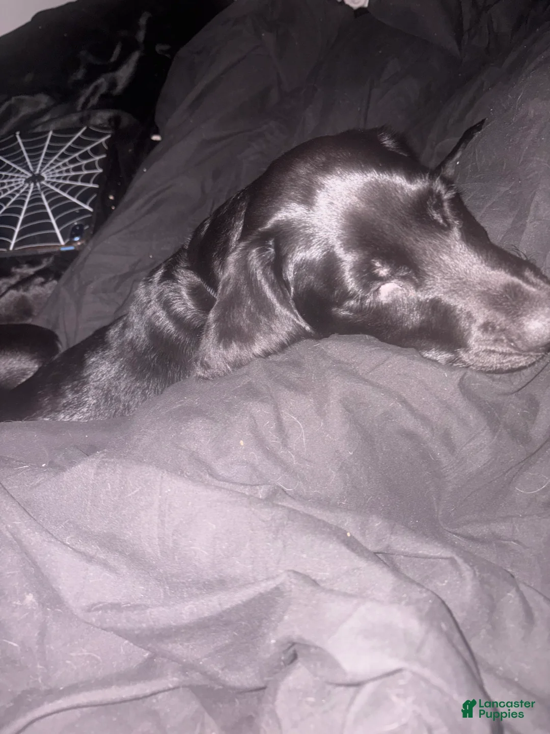 Mixed Breed dogs for sale: Mixed Breed Puppy 1 - Ad 4