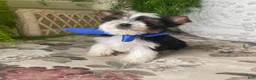 Biewer Terrier dogs for sale: Whisper - Ad 17