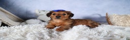 Miniature Dachshund dogs for sale: Jasper - Ad 30