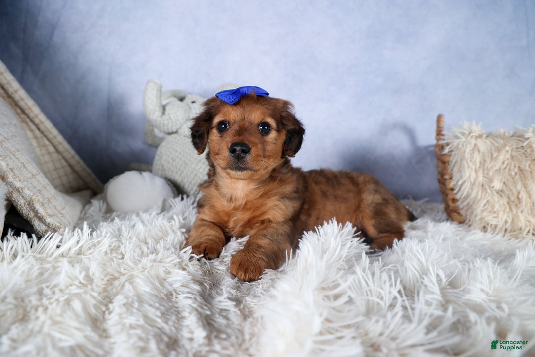 Miniature Dachshund dogs for sale: Jasper - Ad 30