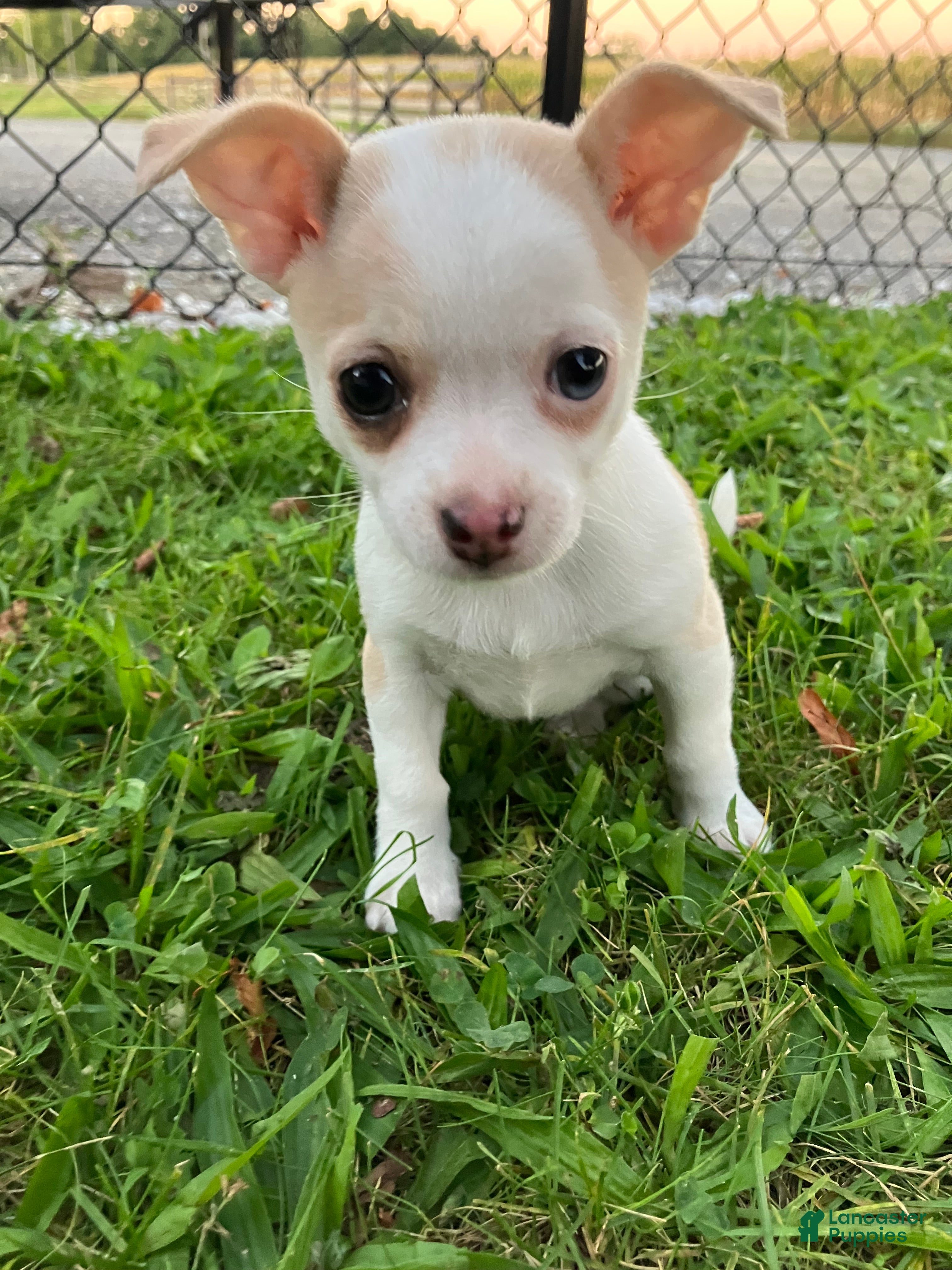 Chihuahua (Chihuahua, Female) in Decatur, IN