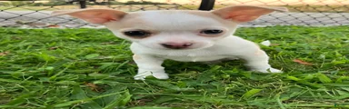 Akc Marie