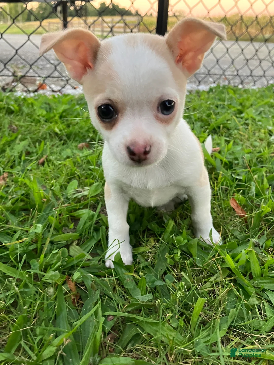 Chihuahua dogs for sale: Akc Marie - Ad 1