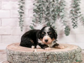 Bernedoodle dogs HalfPipe - Ad 2