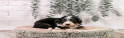 Bernedoodle dogs for sale: HalfPipe - Ad 1