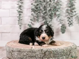 Bernedoodle dogs HalfPipe - Ad 24