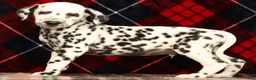 Dalmatian dogs for sale: Rambo - Ad 3