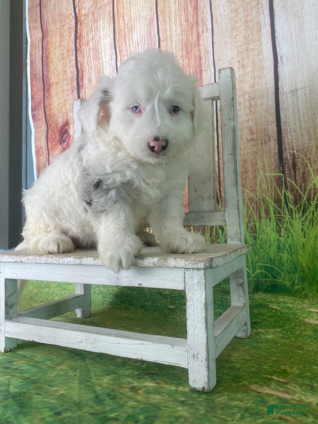 Mini Aussiedoodle dogs for sale: Giovanni - Ad 2