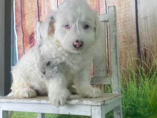 Mini Aussiedoodle dogs - Ad 10