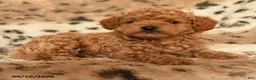 Miniature Poodle dogs for sale: Hunter - Ad 2