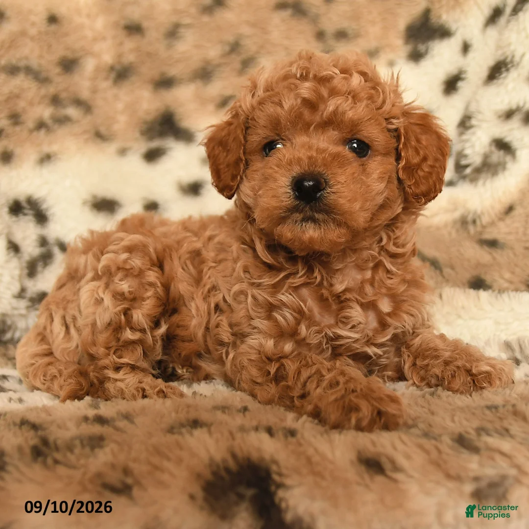 Miniature Poodle dogs for sale: Hunter - Ad 2