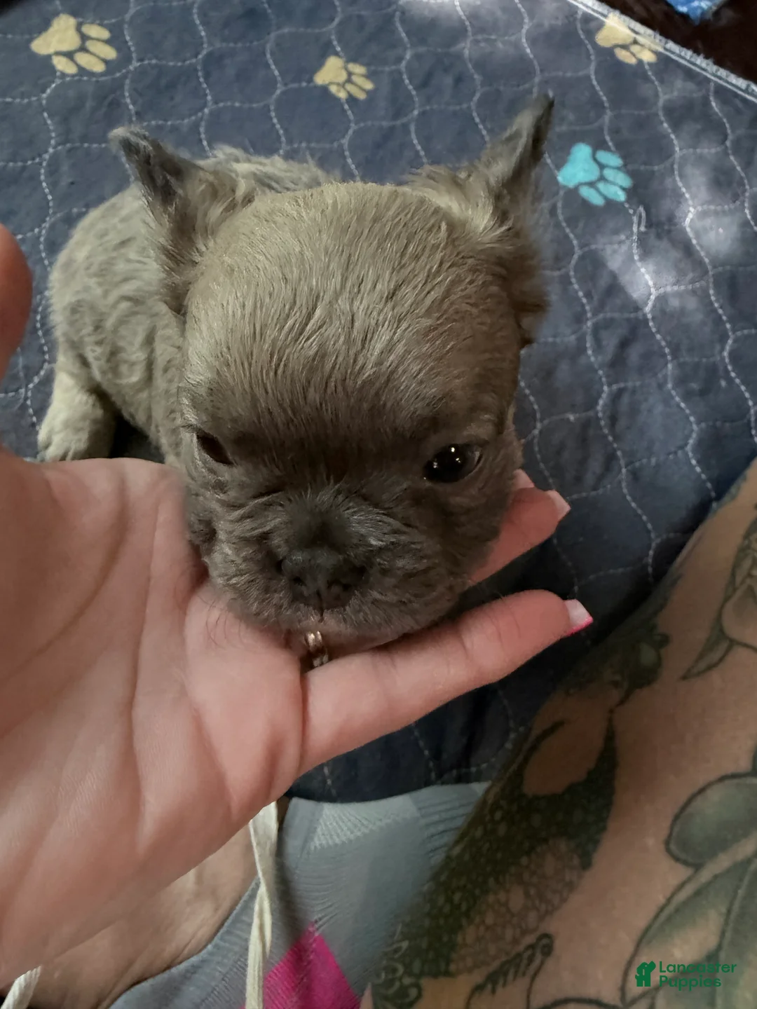 French Bulldog dogs for sale: French Bulldog 2 - Ad 1