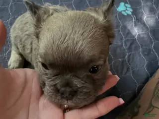 French Bulldog dogs for sale: French Bulldog 2 - Ad 1