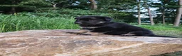 German Shepherd dogs for sale: German Shepherd 6 Truman - Ad 7
