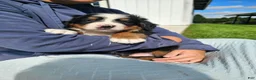 Bernese Mountain Dog dogs for sale: Hanson - Ad 3