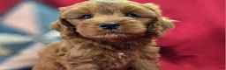 Cockapoo dogs for sale: Milan - Ad 3