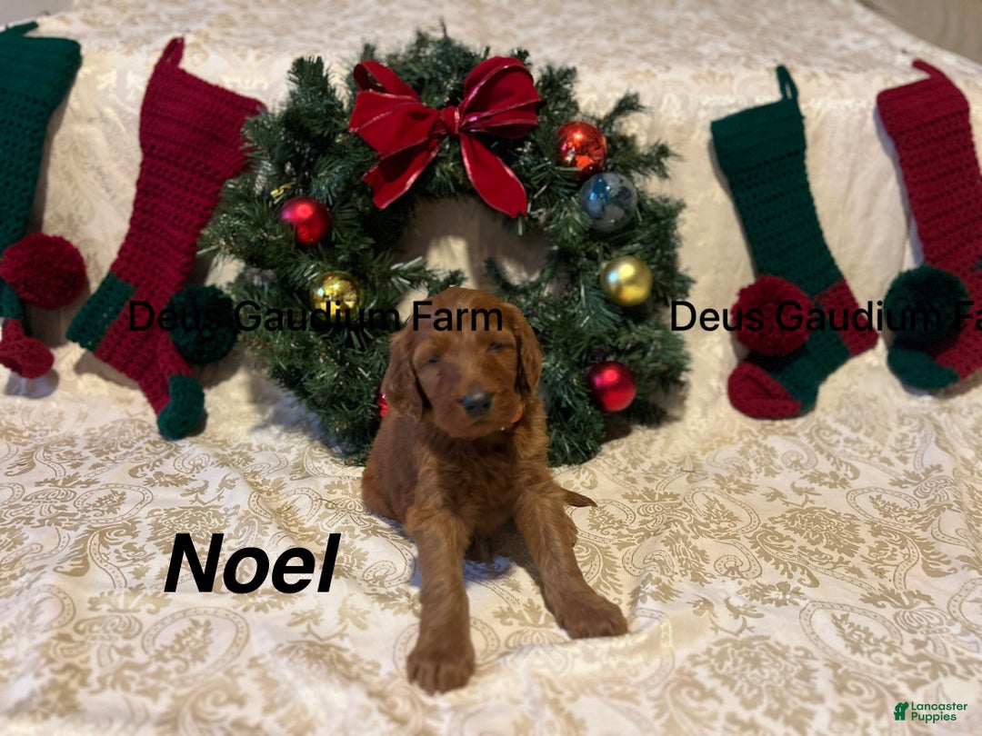Irish Doodle dogs for sale: Noel - Ad 2