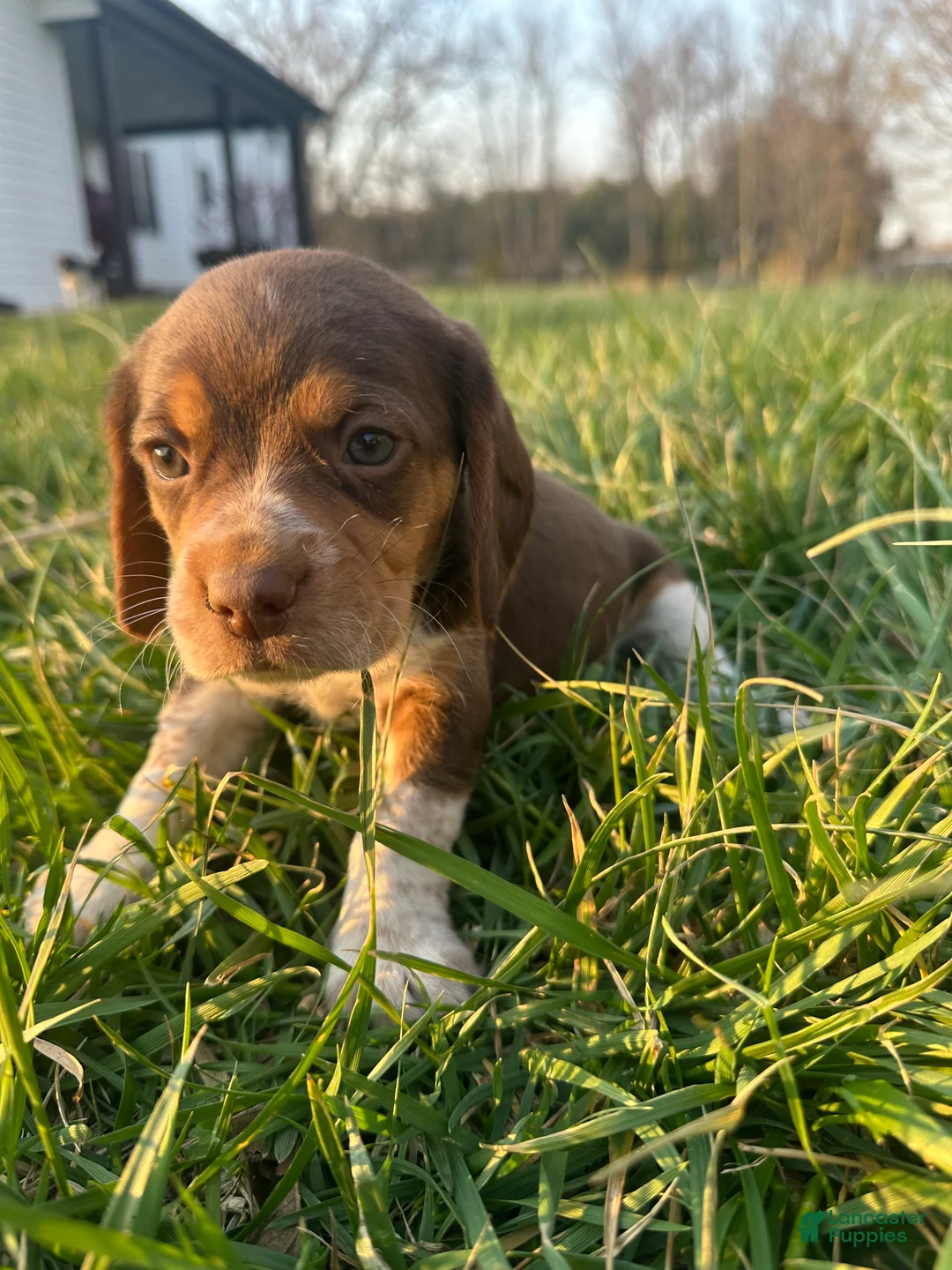 Beagle dogs for sale: Hank - Ad 2
