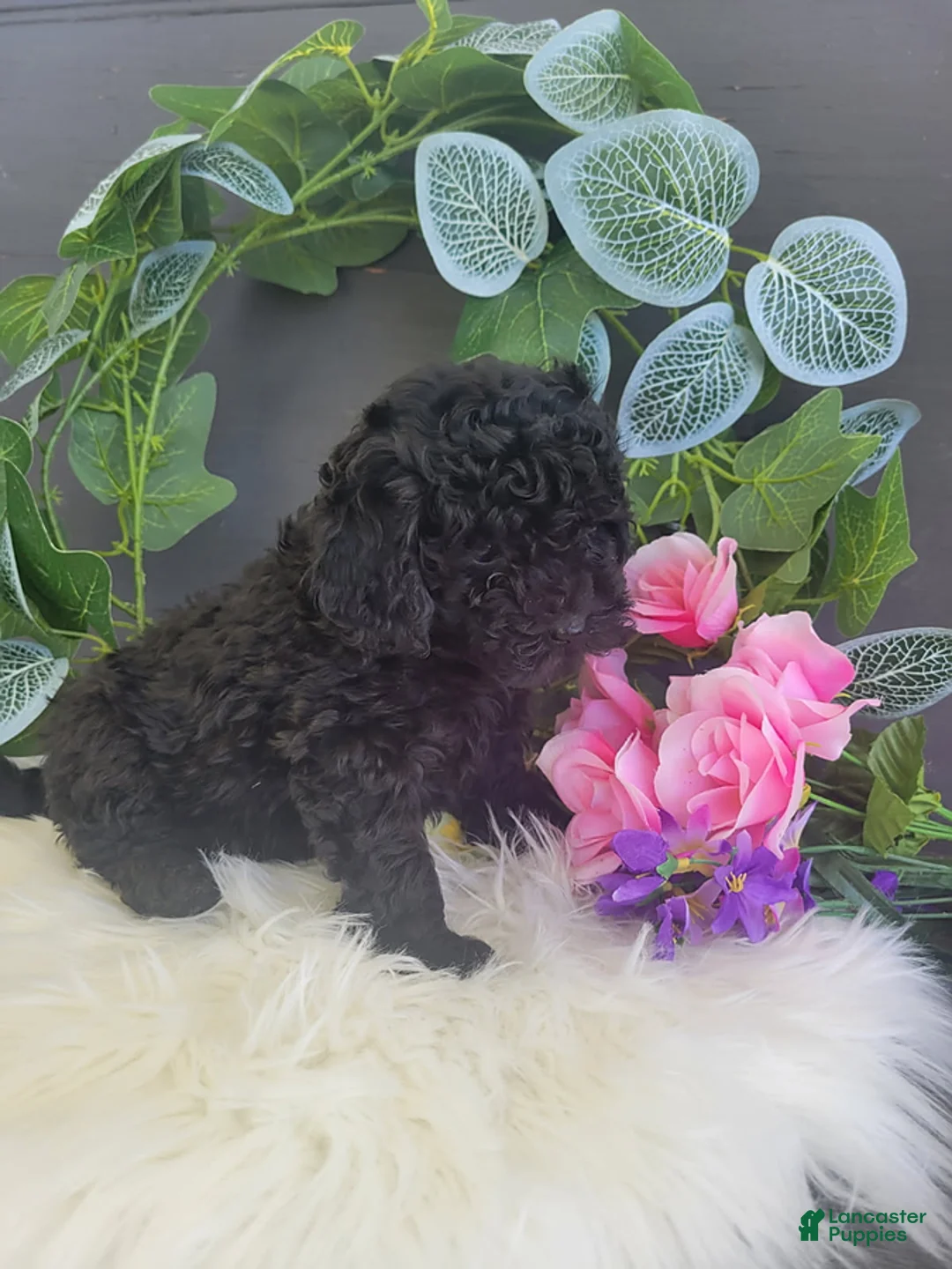 Bichpoo dogs for sale: Mr Jack - Ad 2