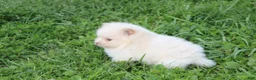 Pomeranian dogs for sale: Teddy  - Ad 2
