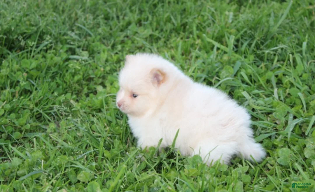 Pomeranian dogs for sale: Teddy  - Ad 2