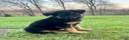 German Shepherd dogs for sale: Memphis  - Ad 4