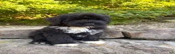 Portuguese Water Dog dogs for sale: Felix - Ad 11