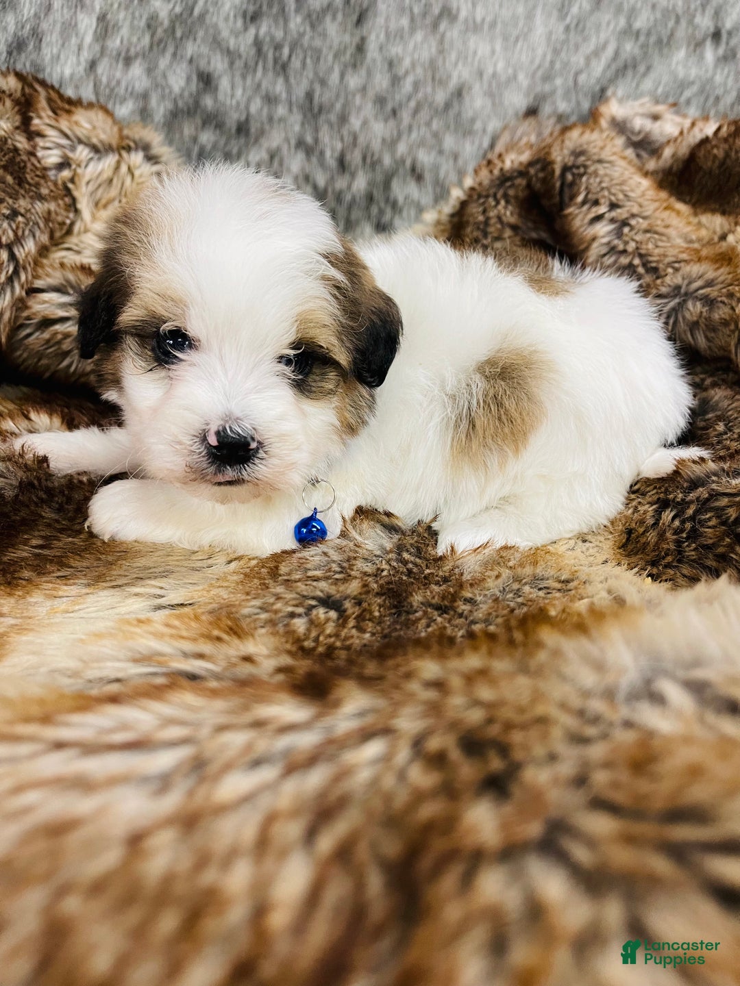 Mixed Breed dogs for sale: Mini bernedoodle male #2 - Ad 3