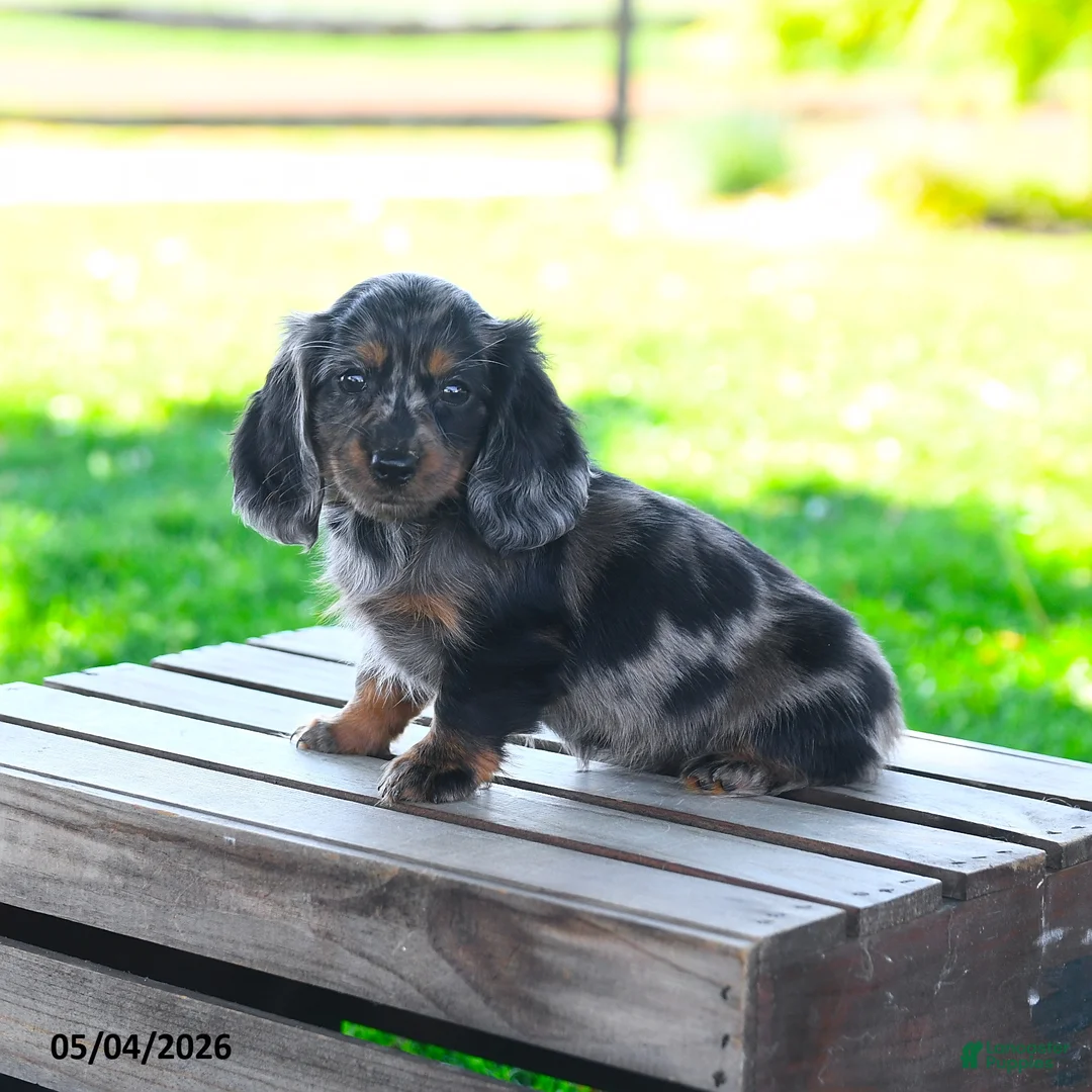 Miniature Dachshund dogs for sale: Shelby - Ad 2
