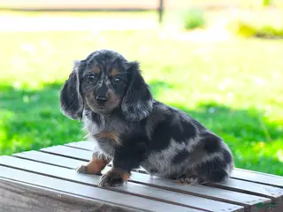 Miniature Dachshund dogs for sale: Shelby - Ad 3