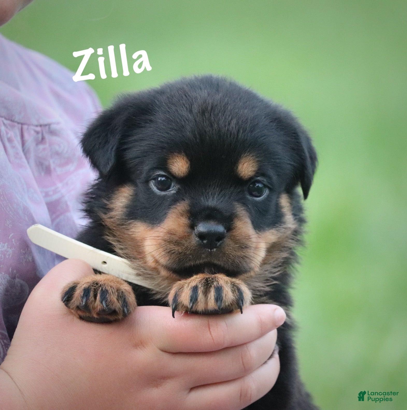 Rottweiler dogs Zilla w LONG TAIL  - Ad 2