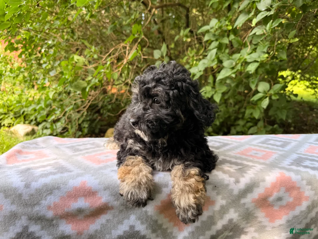 Eskipoo dogs for sale: Tootsie - Ad 2