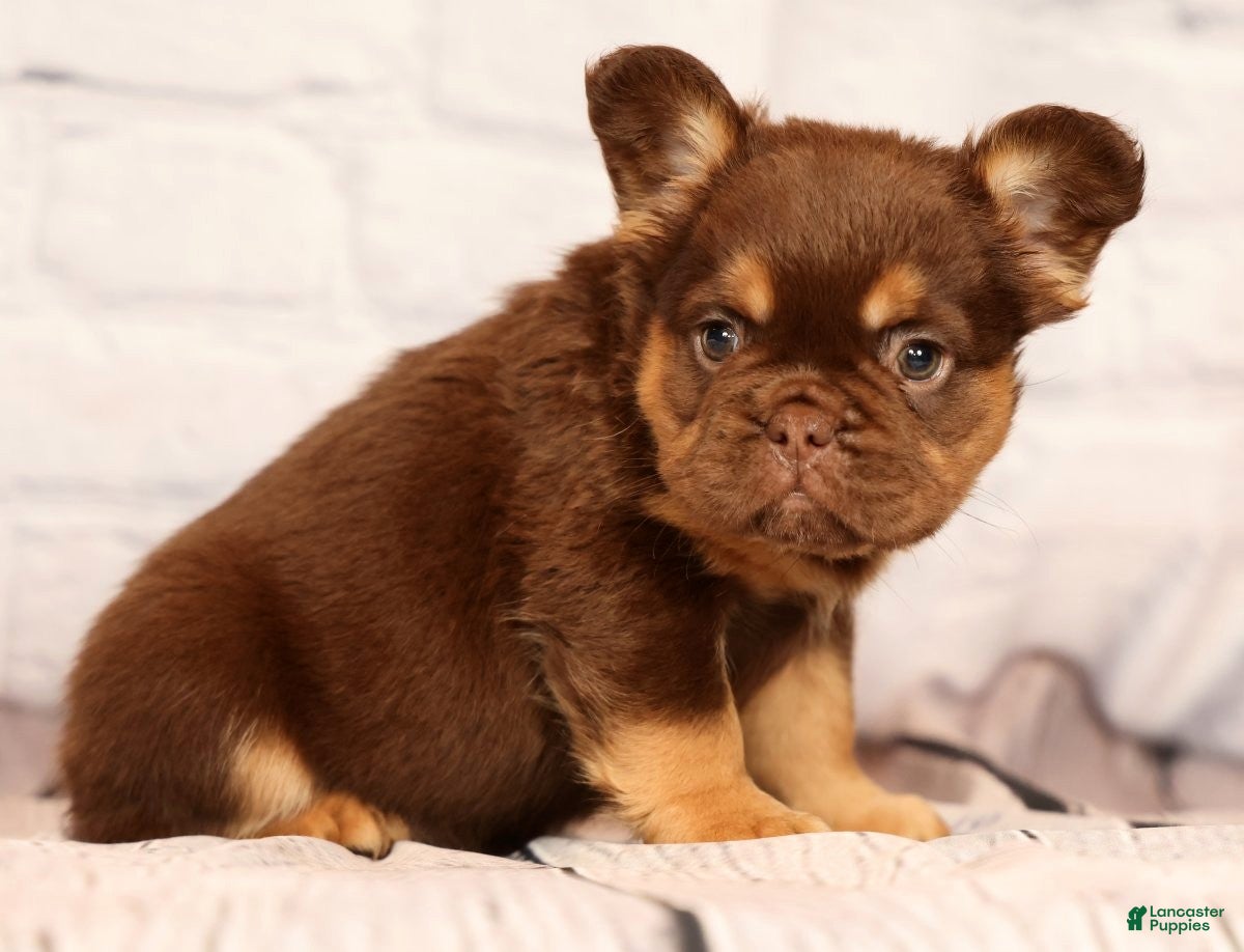 French Bulldog dogs CoCo - Ad 1