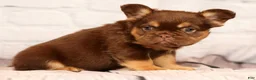 French Bulldog dogs for sale: CoCo - Ad 1