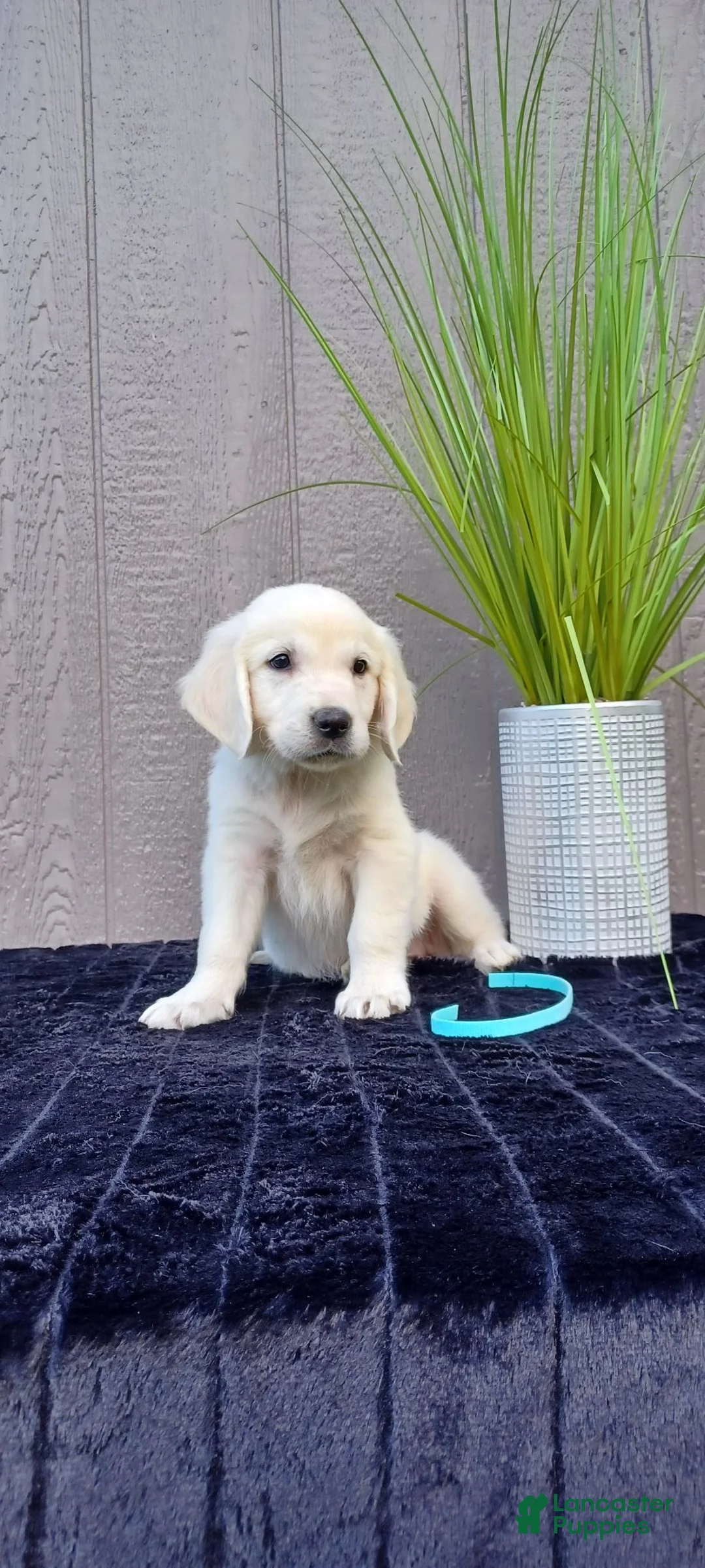 Golden Retriever dogs for sale: Ana - Ad 1