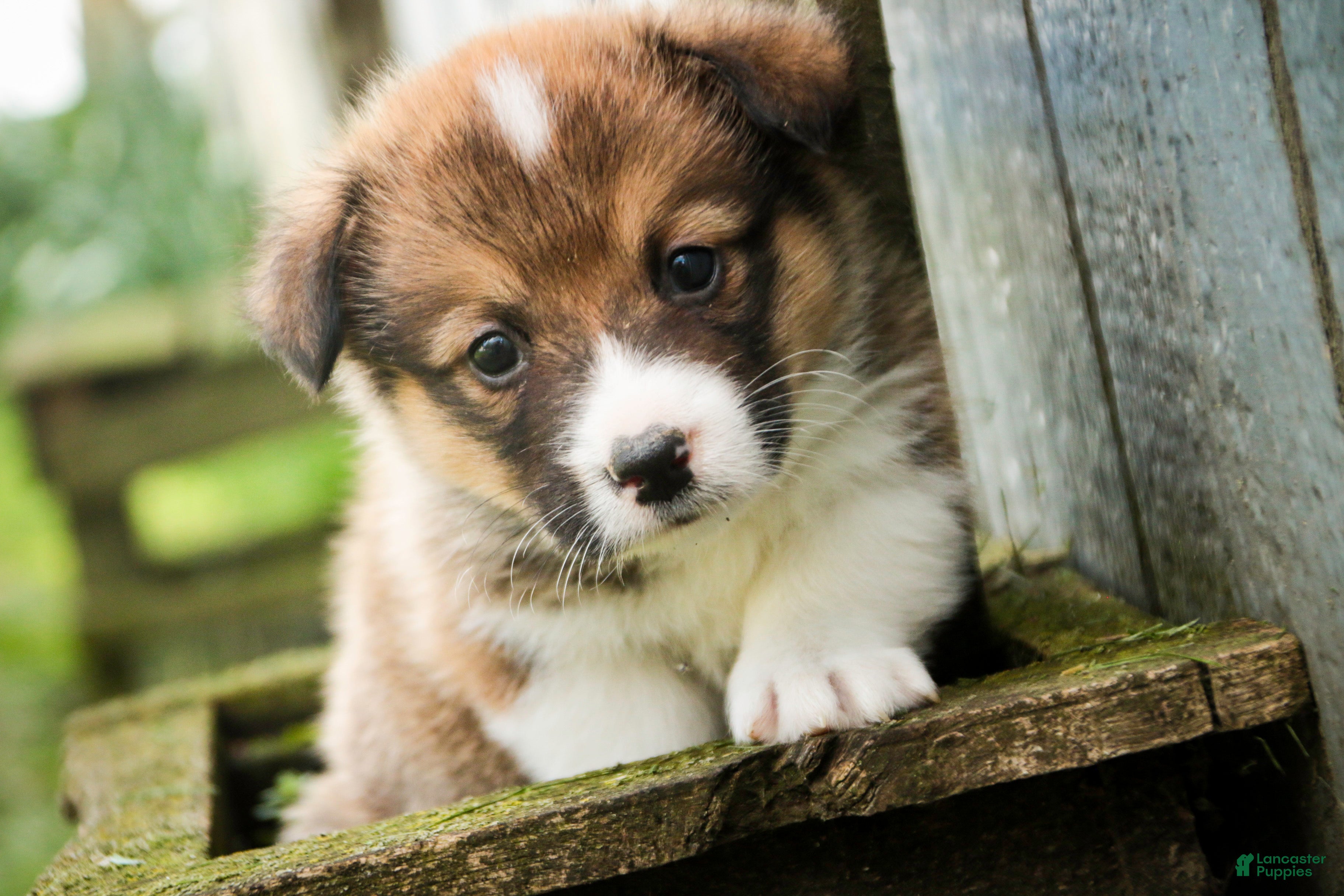 Welsh Corgi Pembroke dogs Gene - Ad 2