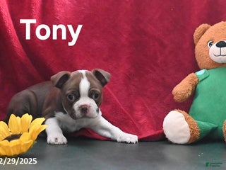 Boston Terrier dogs Tony - Ad 6