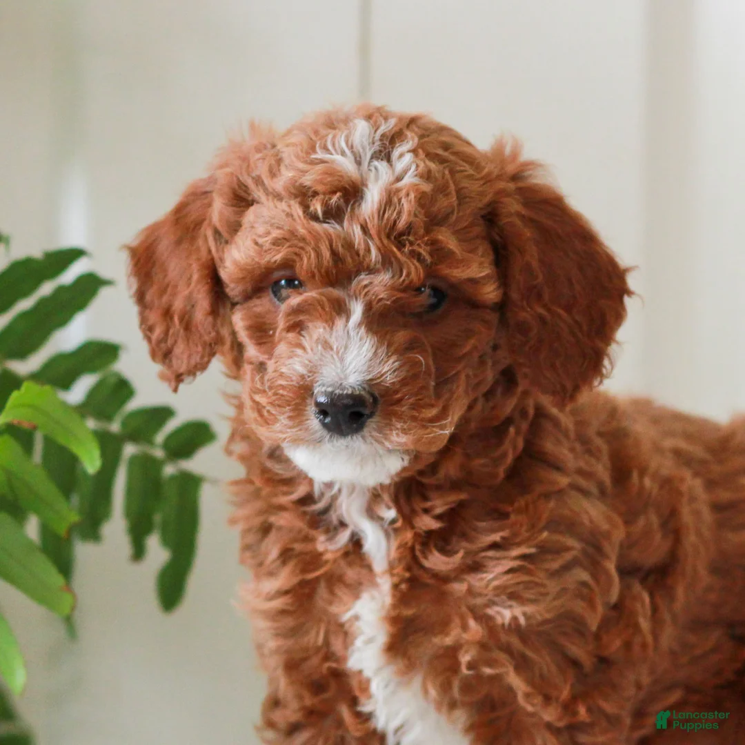 Mini Goldendoodle dogs for sale: Heather  - Ad 2