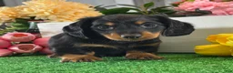 Miniature Dachshund dogs for sale: Digger - Ad 1
