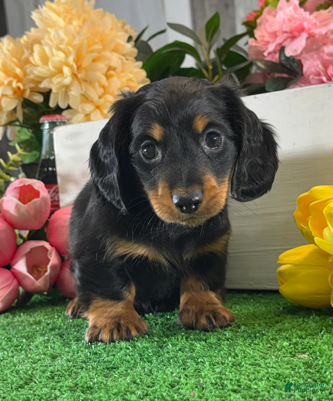 Miniature Dachshund dogs for sale: Digger - Ad 1