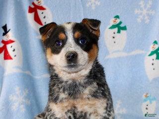 Australian Cattle Dog dogs - Ad 9
