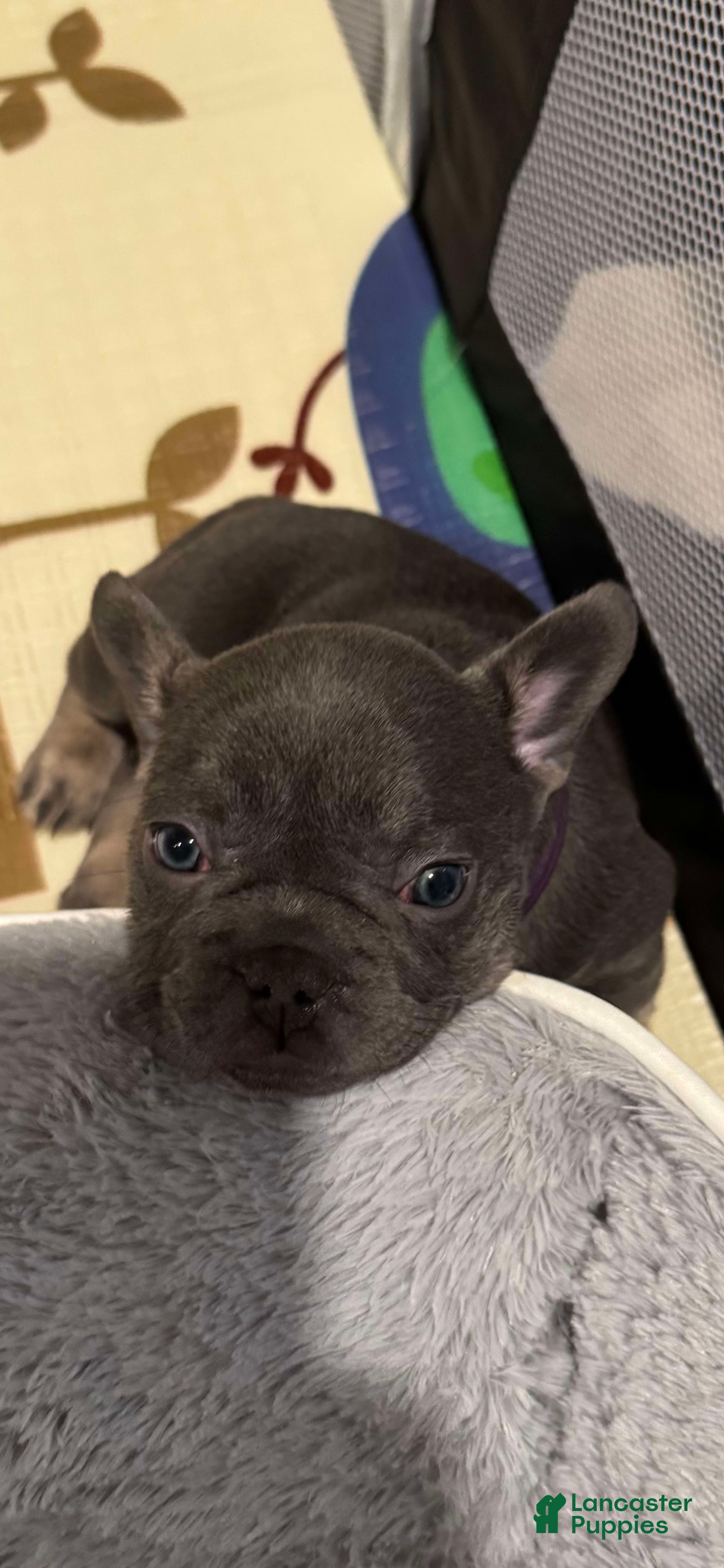 French Bulldog dogs Smokey - Ad 3