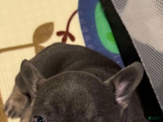 French Bulldog dogs Smokey - Ad 3