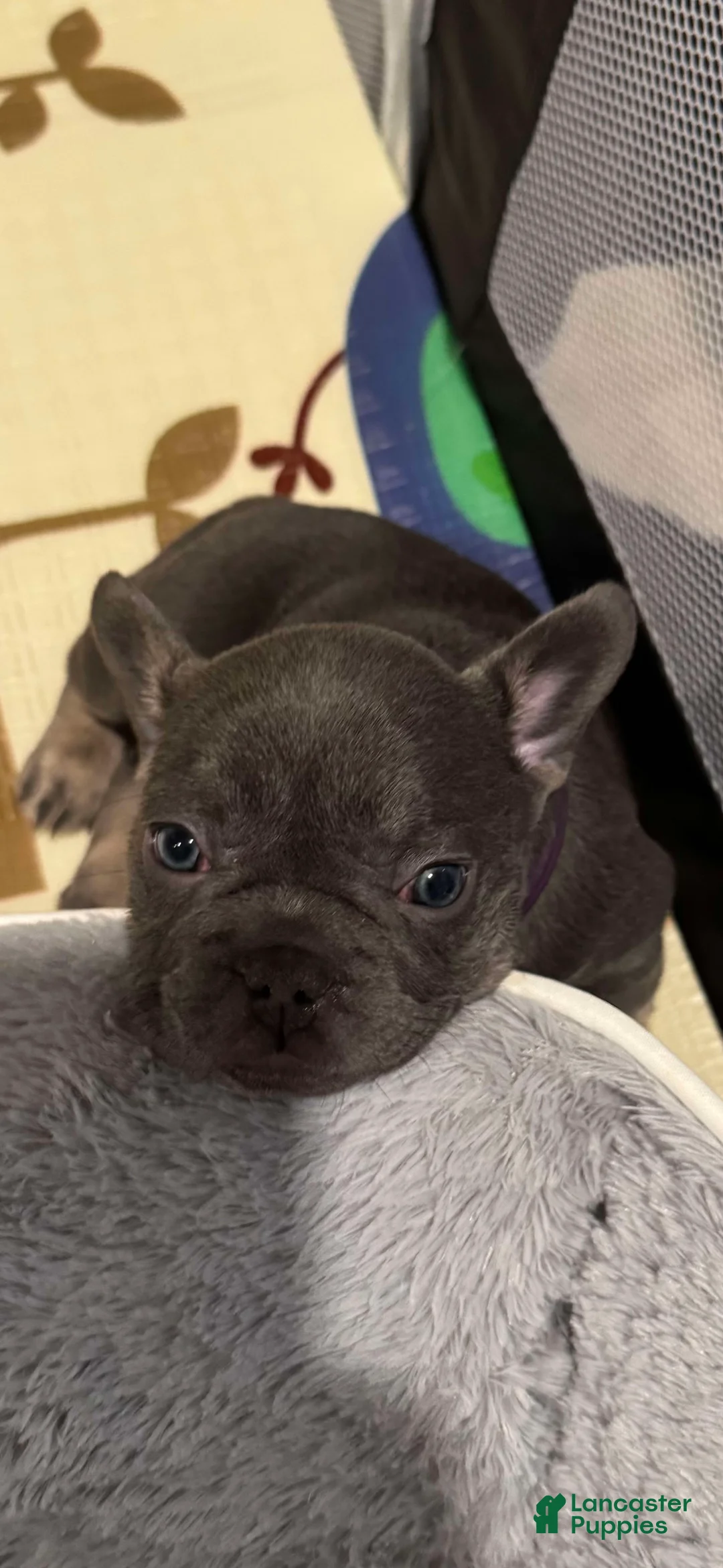 French Bulldog dogs for sale: Smokey - Ad 1