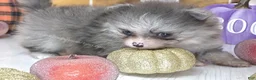 Pomeranian dogs for sale: Blueberry - Silvery Blue Merle - w/Blue Eye - Ad 5