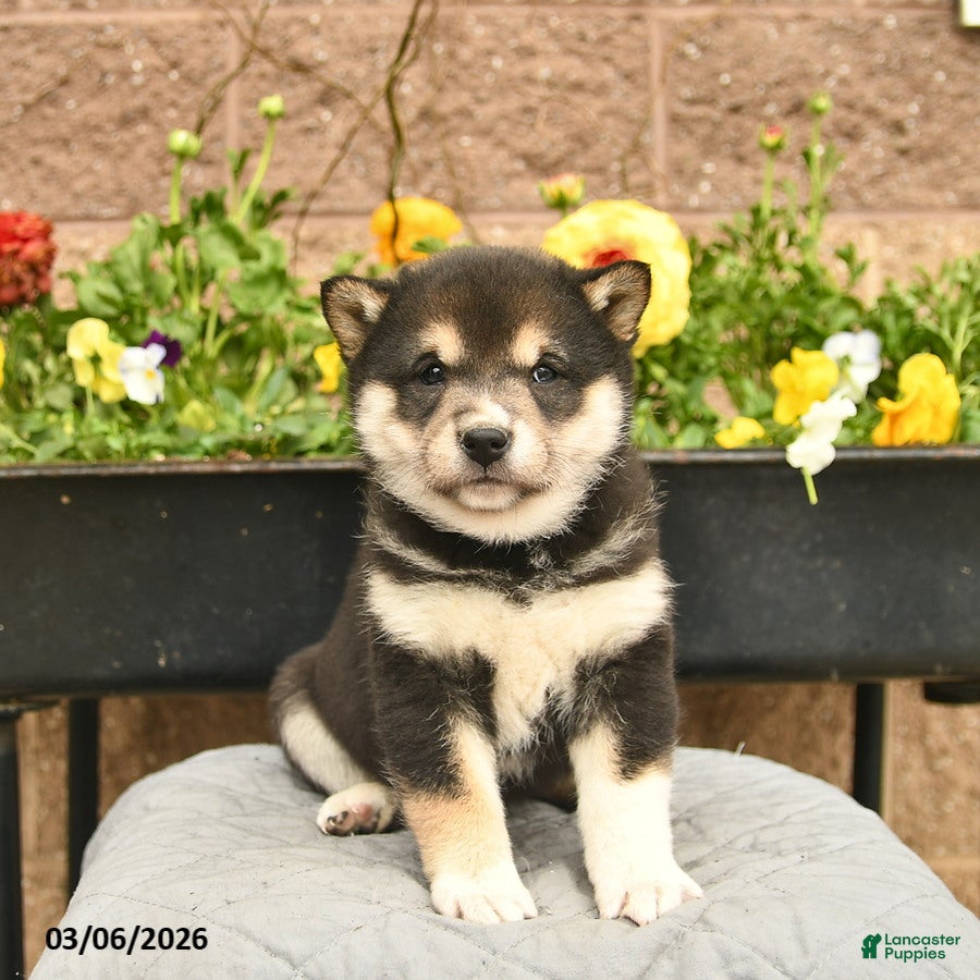 Shiba Inu dogs Iris  - Ad 1