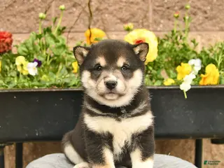 Shiba Inu dogs for sale: Iris - Ad 1