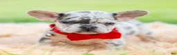 French Bulldog dogs for sale: Dumbo - Ad 3