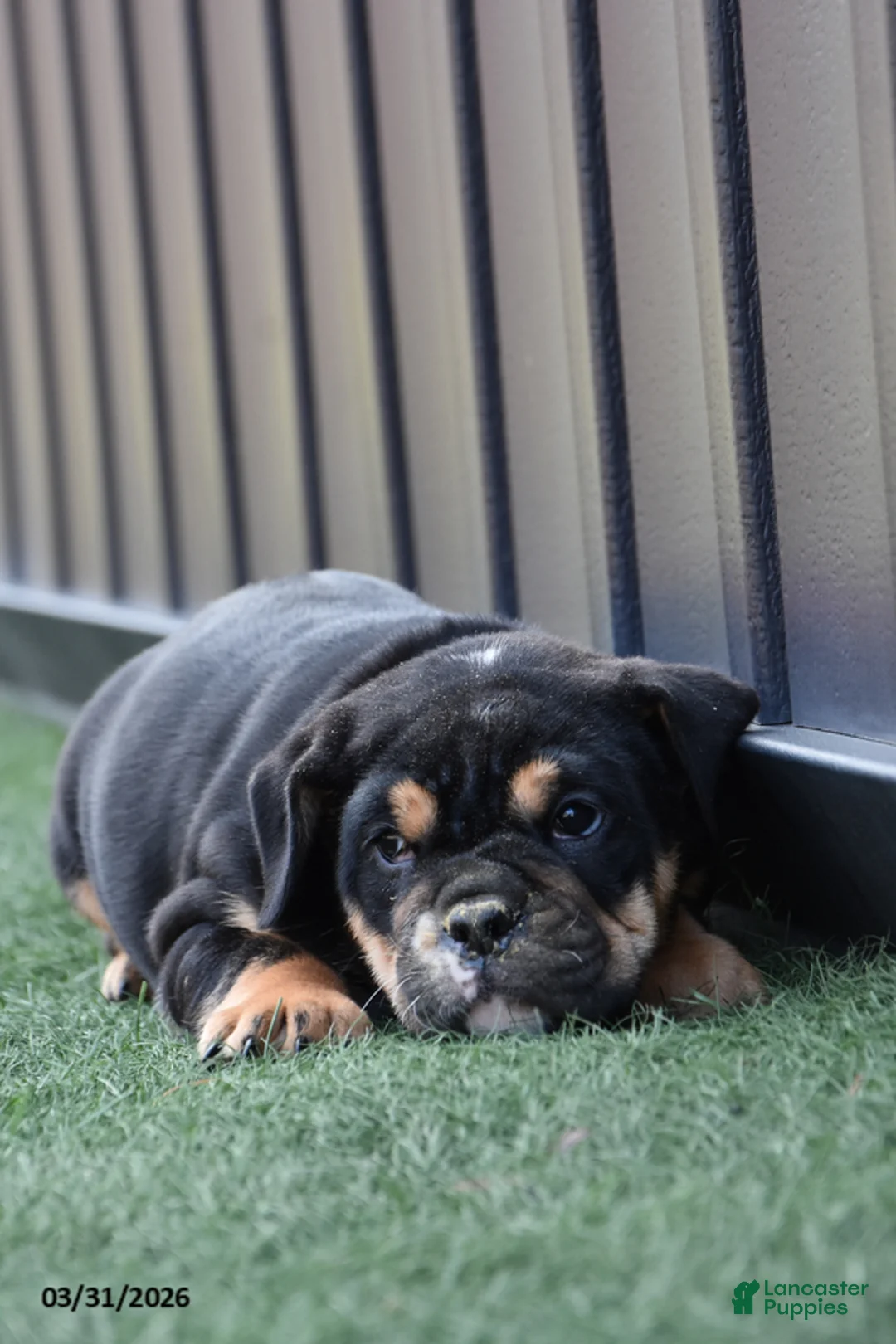 Olde English Bulldogge dogs for sale: Wynter - Ad 3